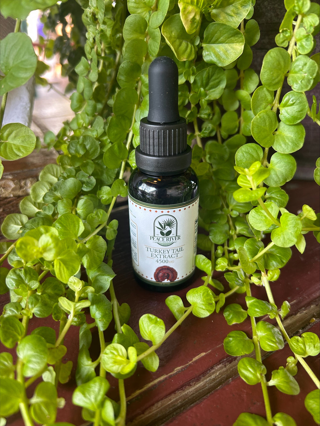Turkey Tail Mushroom Extract 3000
