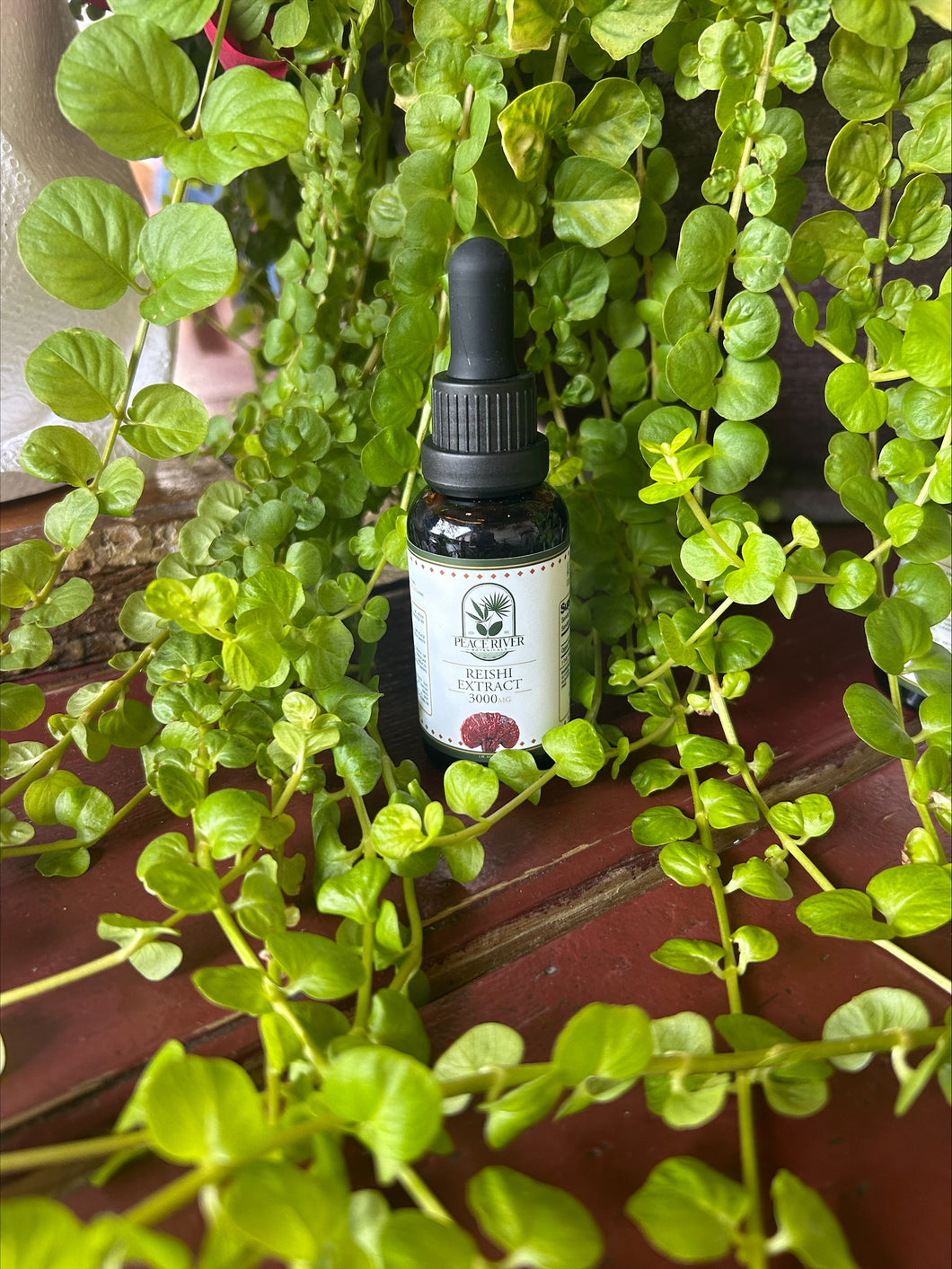 Reishi Mushroom Extract 3000